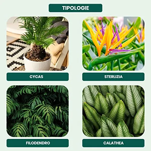 Concime Piante Verdi Tropicali 1kg - Fertilizzante Piante Verdi Naturale Per Cycas Con Azoto Organico, Fosforo E Potassio Per Fo