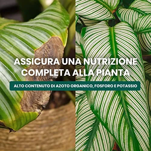 Concime Piante Verdi Tropicali 1kg - Fertilizzante Piante Verdi Naturale Per Cycas Con Azoto Organico, Fosforo E Potassio Per Fo
